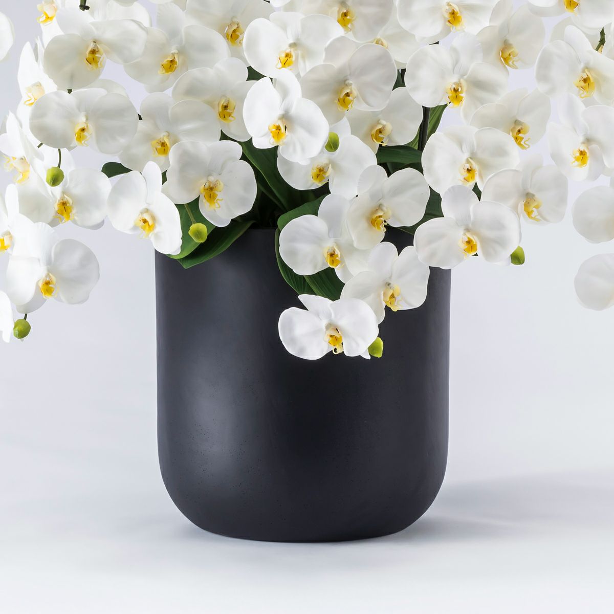 胡蝶蘭 はくらん 10本立 [P-03]