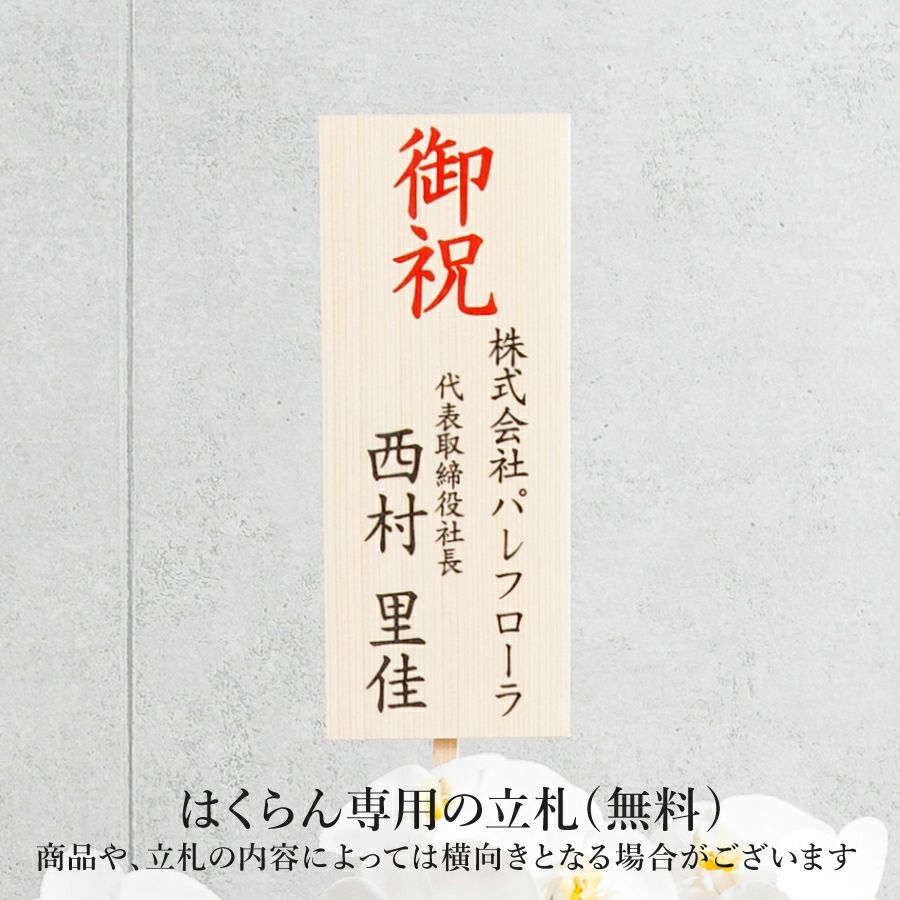 胡蝶蘭 はくらん 7本立 [P-04]