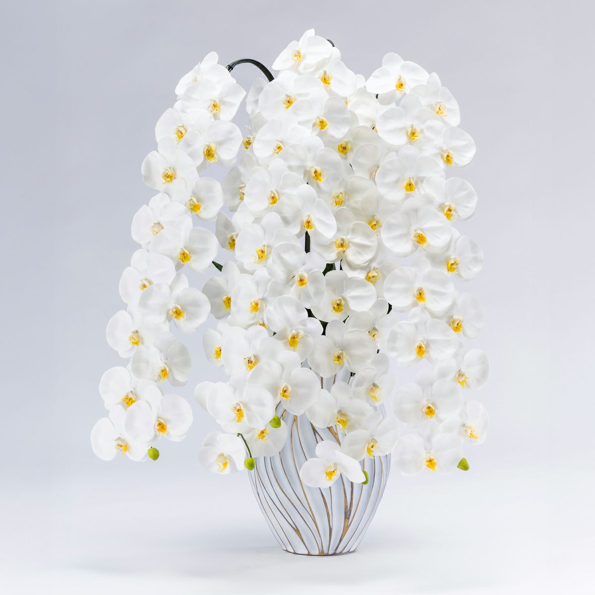 ファレノプシス(胡蝶蘭) | パレフローラ公式通販｜アーティフィシャル