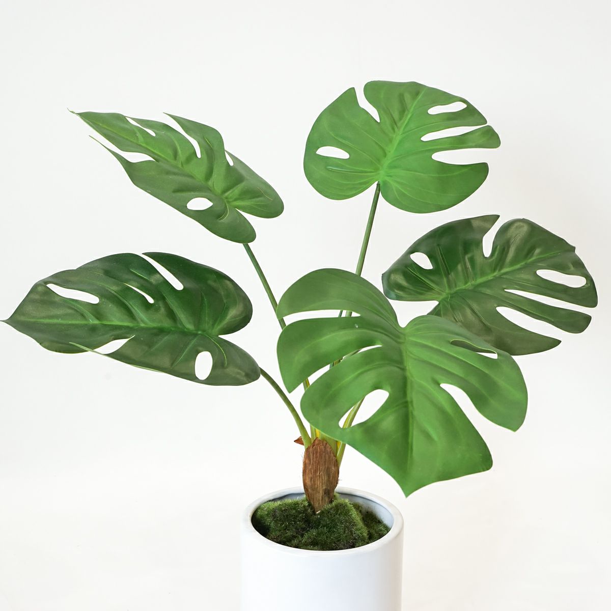 モンステラ フェイクグリーン [124]