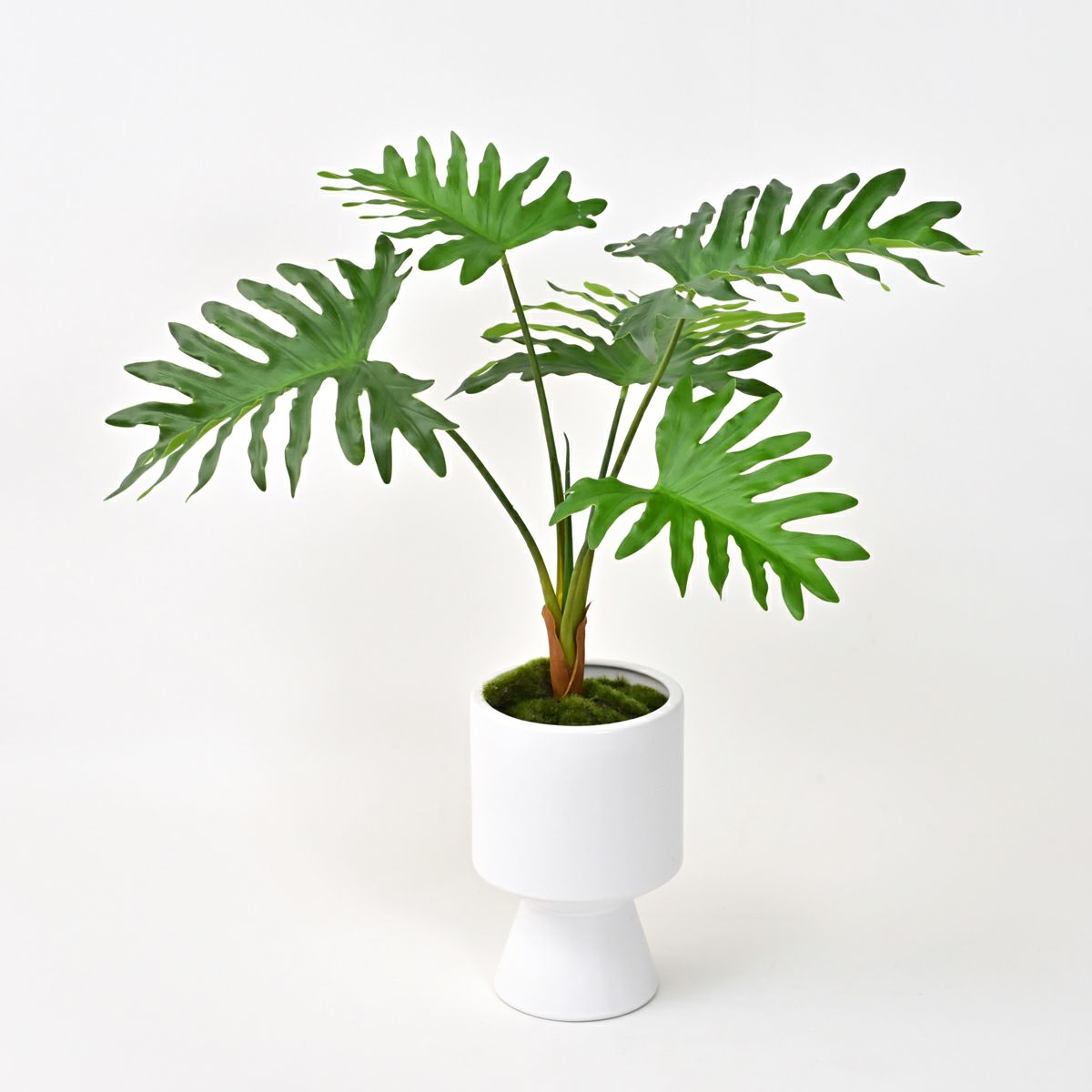 セローム フェイクグリーン [125] BA 高さ55cm 観葉植物