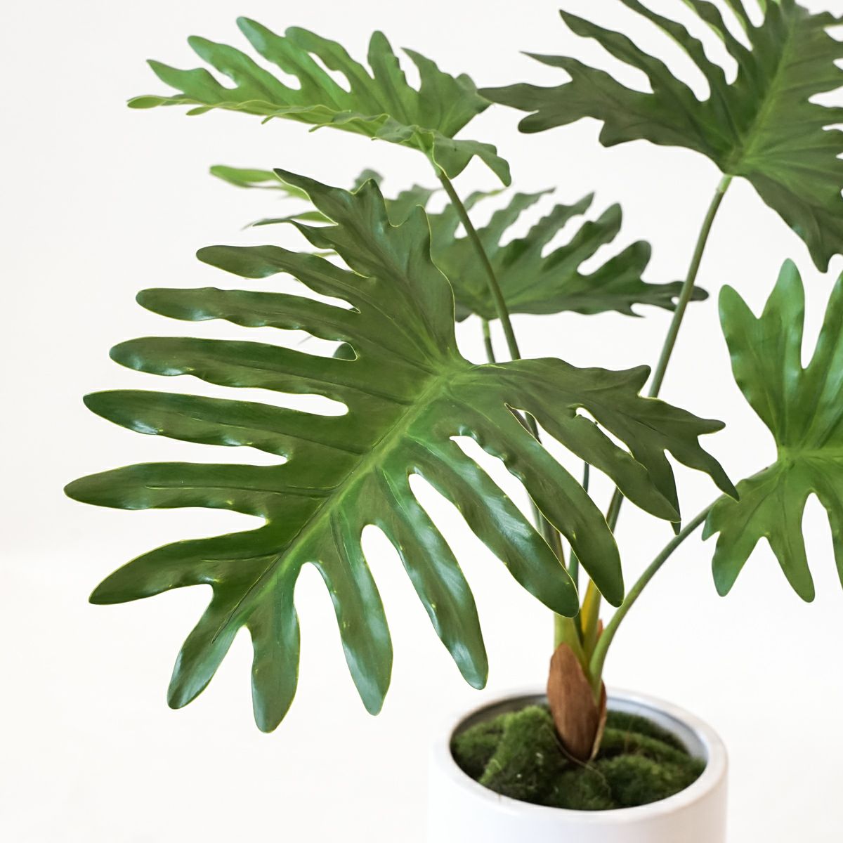 セローム フェイクグリーン [125] BA 高さ55cm 観葉植物