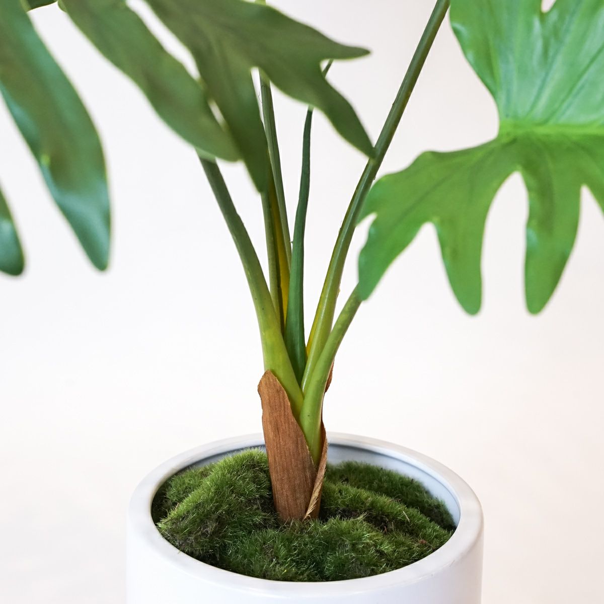 セローム フェイクグリーン [125] BA 高さ55cm 観葉植物