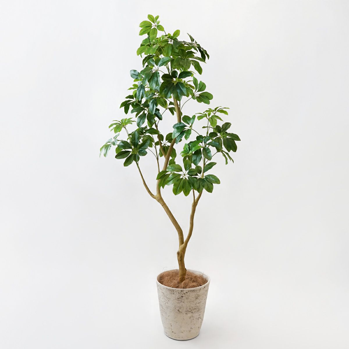 シェフレラL フェイクグリーン [127] BA 高さ185cm 観葉植物 開店祝い